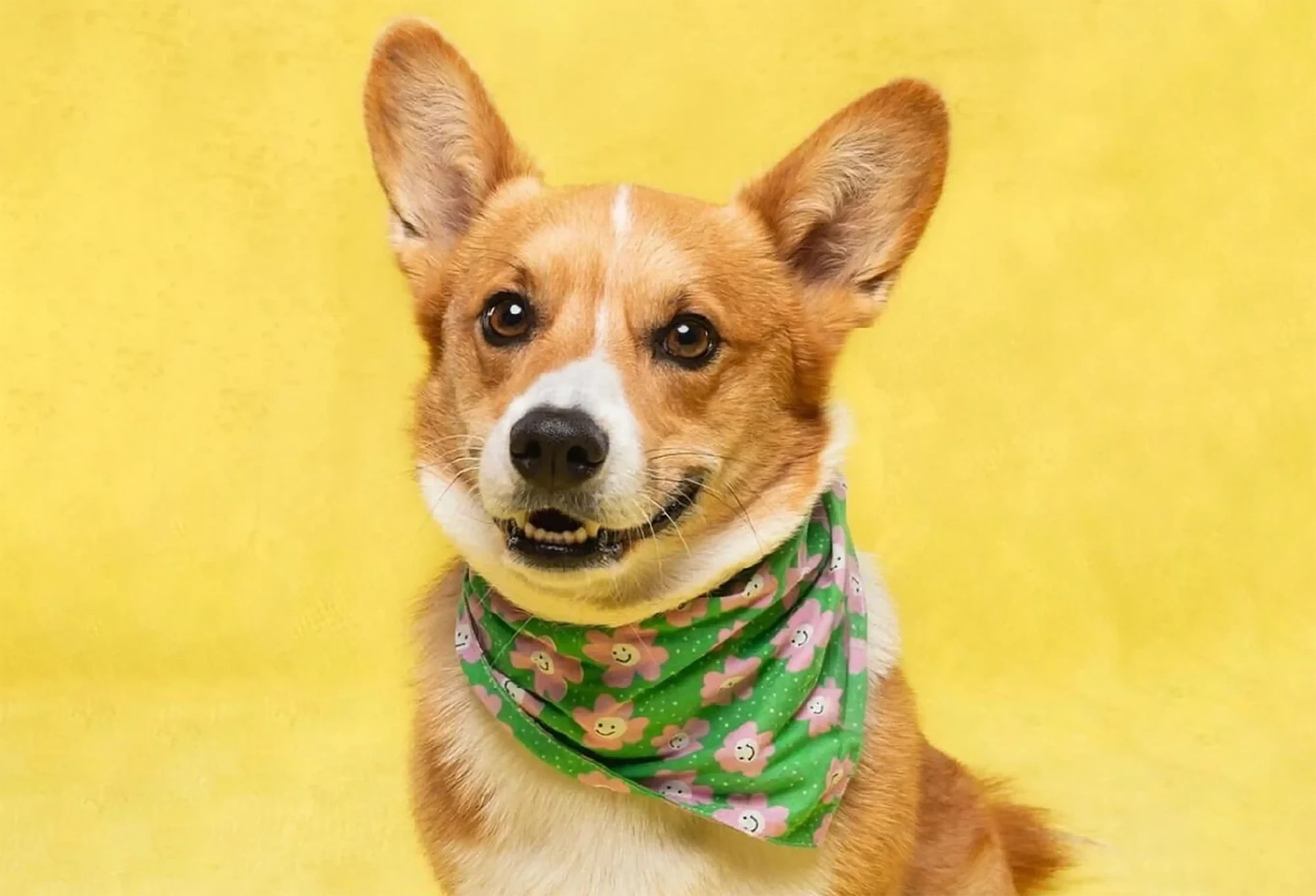 Tie-on Dog Bandanas